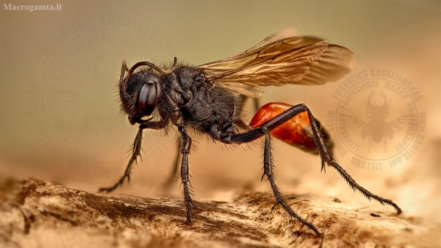 Smėlinė amofila - Ammophila sabulosa | Fotografijos autorius : Eugenijus Kavaliauskas | © Macrogamta.lt | Šis tinklapis priklauso bendruomenei kuri domisi makro fotografija ir fotografuoja gyvąjį makro pasaulį.