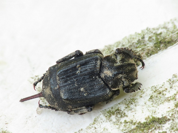 Smailiapilvis auksavabaliukas - Valgus hemipterus | Fotografijos autorius : Vidas Brazauskas | © Macrogamta.lt | Šis tinklapis priklauso bendruomenei kuri domisi makro fotografija ir fotografuoja gyvąjį makro pasaulį.