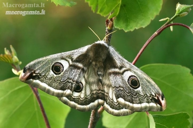 Mažoji saturnija - Saturnia pavonia  | Fotografijos autorius : Gintautas Steiblys | © Macronature.eu | Macro photography web site