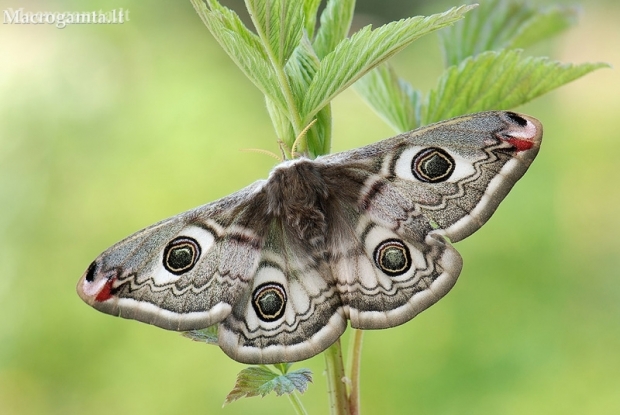 Small Emperor moth - Saturnia pavonia, female | Fotografijos autorius : Arūnas Eismantas | © Macronature.eu | Macro photography web site