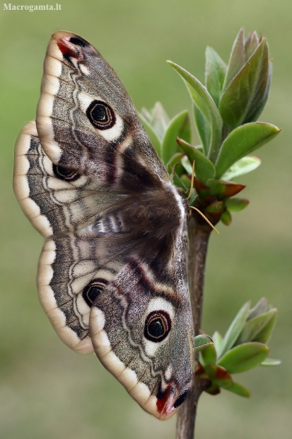Small Emperor moth - Saturnia pavonia, female | Fotografijos autorius : Gintautas Steiblys | © Macronature.eu | Macro photography web site