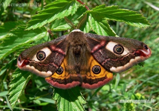 Small Emperor moth - Saturnia pavonia | Fotografijos autorius : Deividas Makavičius | © Macronature.eu | Macro photography web site