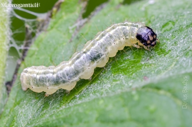 Small Magpie - Anania hortulata, caterpillar | Fotografijos autorius : Darius Baužys | © Macronature.eu | Macro photography web site