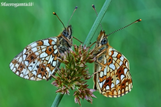 Small Pearl-bordered Fritillaries - Boloria selene  | Fotografijos autorius : Gintautas Steiblys | © Macronature.eu | Macro photography web site