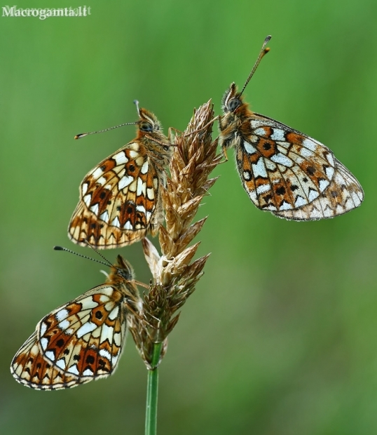 Small Pearl-bordered Fritillaries - Boloria selene  | Fotografijos autorius : Gintautas Steiblys | © Macronature.eu | Macro photography web site