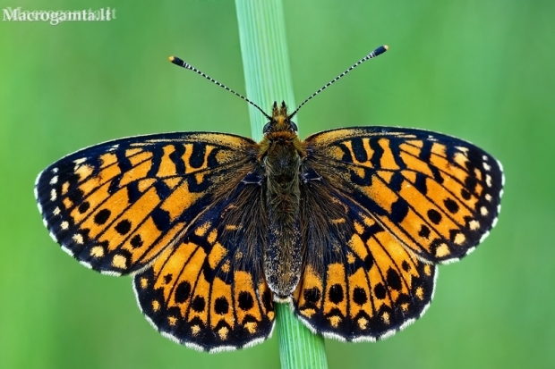 Small Pearl-bordered Fritillary - Boloria selene  | Fotografijos autorius : Gintautas Steiblys | © Macronature.eu | Macro photography web site