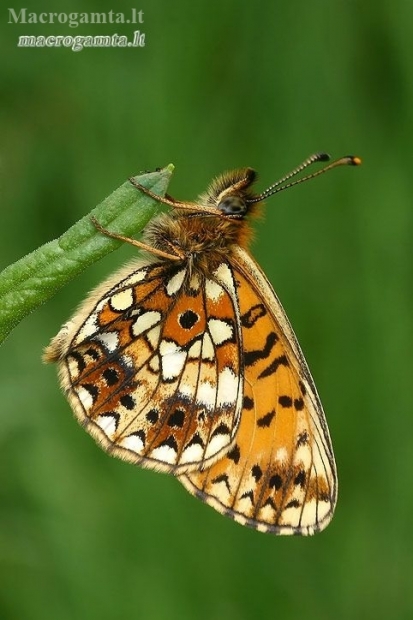 Small Pearl-bordered Fritillary - Boloria selene  | Fotografijos autorius : Gintautas Steiblys | © Macronature.eu | Macro photography web site