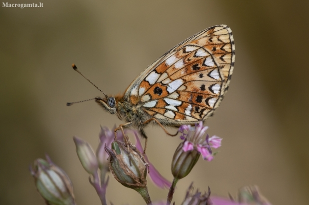 Small Pearl-bordered Fritillary - Boloria selene | Fotografijos autorius : Žilvinas Pūtys | © Macronature.eu | Macro photography web site