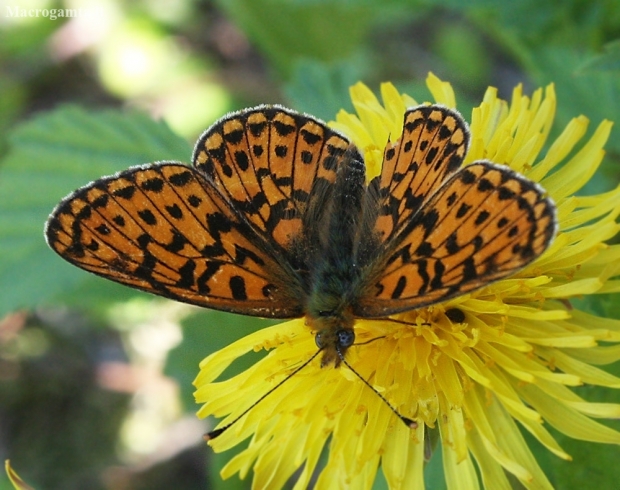 Small Pearl-bordered Fritillary - Boloria selene | Fotografijos autorius : Vytautas Gluoksnis | © Macronature.eu | Macro photography web site