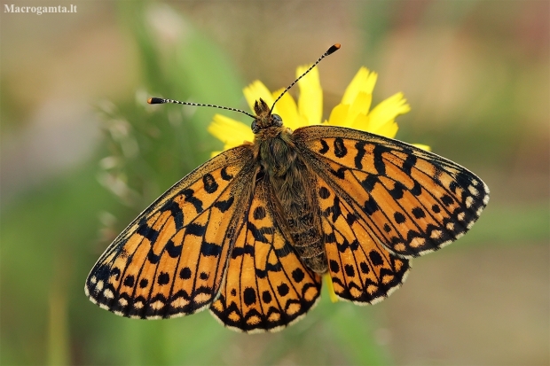 Small Pearl-bordered Fritillary - Boloria selene | Fotografijos autorius : Gintautas Steiblys | © Macronature.eu | Macro photography web site