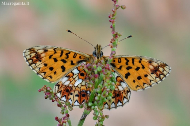 Small Pearl-bordered Fritillary - Boloria selene | Fotografijos autorius : Arūnas Eismantas | © Macronature.eu | Macro photography web site