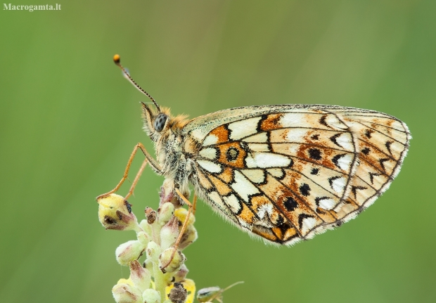 Small Pearl-bordered Fritillary - Boloria selene | Fotografijos autorius : Žilvinas Pūtys | © Macronature.eu | Macro photography web site