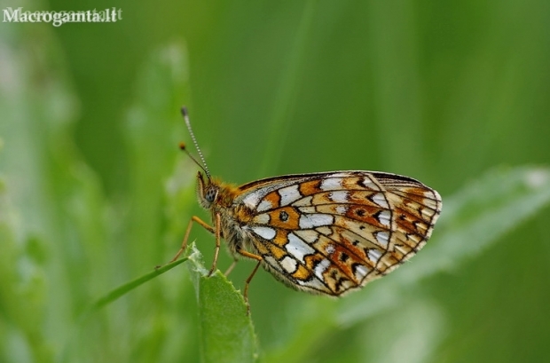 Small Pearl-bordered Fritillary - Boloria selene | Fotografijos autorius : Deividas Makavičius | © Macronature.eu | Macro photography web site