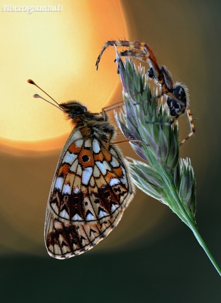 Small Pearl-bordered Fritillary - Boloria selene | Fotografijos autorius : Arūnas Eismantas | © Macronature.eu | Macro photography web site