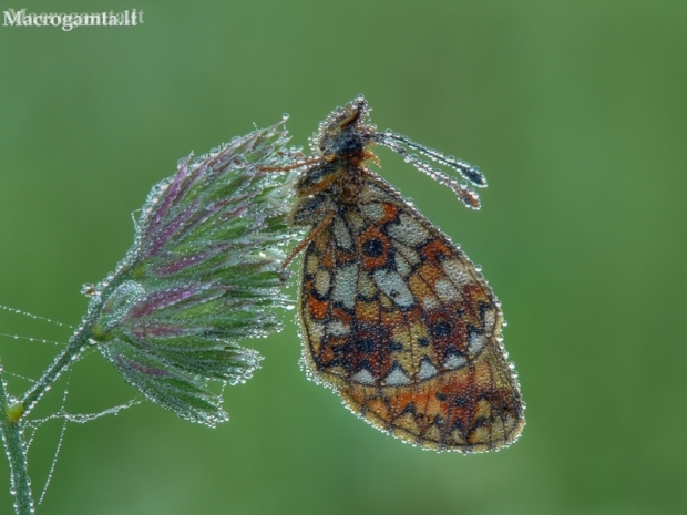 Small Pearl-bordered Fritillary - Boloria selene | Fotografijos autorius : Darius Baužys | © Macronature.eu | Macro photography web site