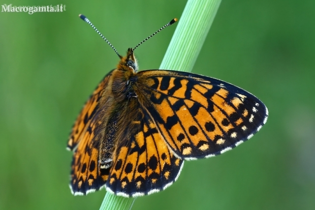 Small Pearl-bordered Fritillary - Boloria selene | Fotografijos autorius : Gintautas Steiblys | © Macronature.eu | Macro photography web site