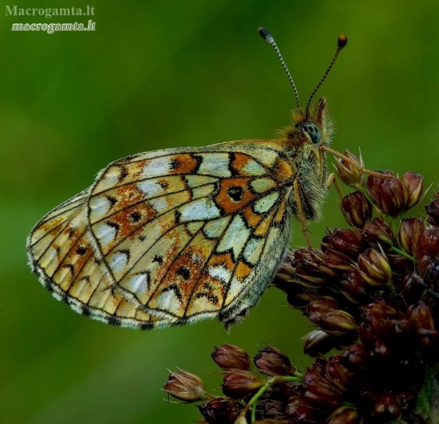 Small Pearl-bordered Fritillary - Boloria selene | Fotografijos autorius : Romas Ferenca | © Macronature.eu | Macro photography web site