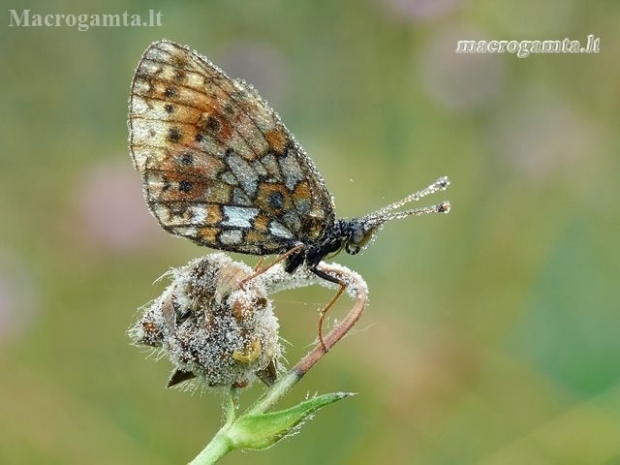 Pievinis perlinukas - Boloria selene | Fotografijos autorius : Darius Baužys | © Macronature.eu | Macro photography web site