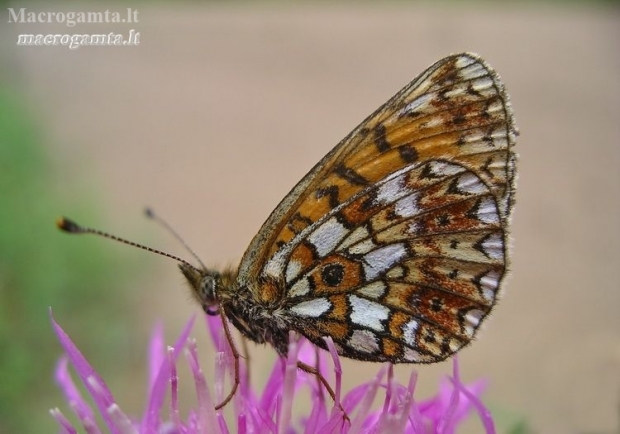 Small Pearl-bordered Fritillary - Boloria selene | Fotografijos autorius : Deividas Makavičius | © Macronature.eu | Macro photography web site