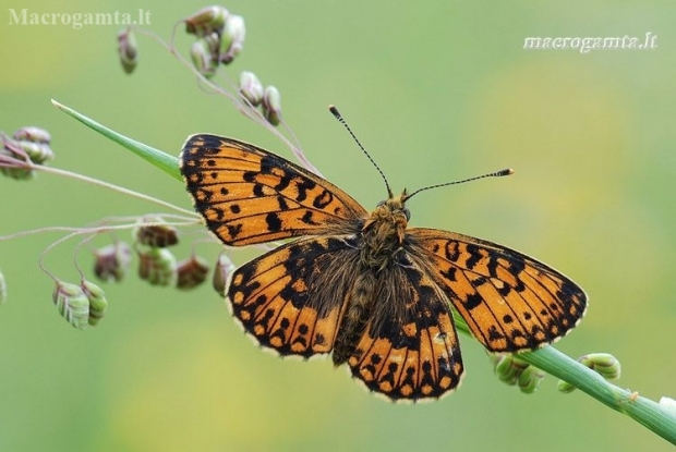 Small Pearl-bordered Fritillary - Boloria selene | Fotografijos autorius : Arūnas Eismantas | © Macronature.eu | Macro photography web site