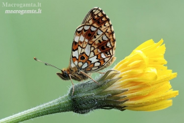 Small Pearl-bordered Fritillary - Boloria selene | Fotografijos autorius : Arūnas Eismantas | © Macronature.eu | Macro photography web site