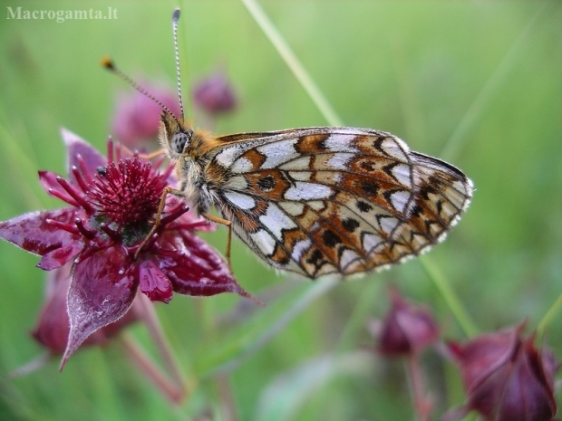 Small Pearl-bordered Fritillary - Boloria selene | Fotografijos autorius : Nomeda Vėlavičienė | © Macronature.eu | Macro photography web site