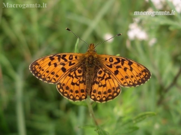 Small Pearl-bordered Fritillary - Boloria selene | Fotografijos autorius : Deividas Makavičius | © Macronature.eu | Macro photography web site