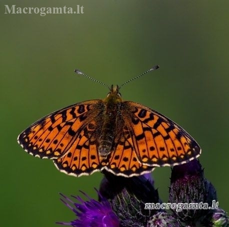 Pievinis perlinukas - Boloria selene  | Fotografijos autorius : Romas Ferenca | © Macronature.eu | Macro photography web site