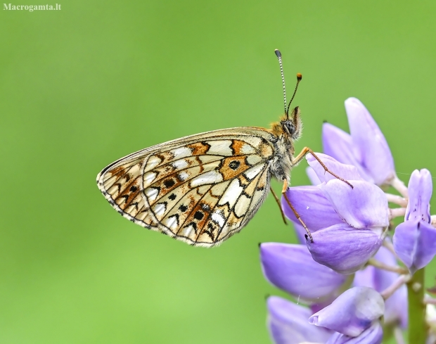 Small Pearl-bordered Fritillary - Boloria selene | Fotografijos autorius : Kazimieras Martinaitis | © Macronature.eu | Macro photography web site