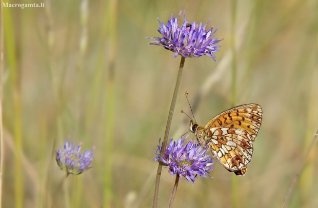 Small Pearl-bordered Fritillary - Boloria selene | Fotografijos autorius : Rasa Gražulevičiūtė | © Macronature.eu | Macro photography web site