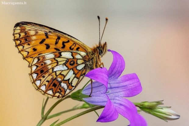 Small Pearl-bordered Fritillary - Boloria selene | Fotografijos autorius : Vaida Paznekaitė | © Macronature.eu | Macro photography web site