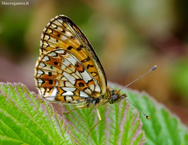 Small Pearl-bordered Fritillary - Boloria selene | Fotografijos autorius : Romas Ferenca | © Macronature.eu | Macro photography web site