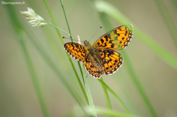 Small Pearl-bordered Fritillary | Fotografijos autorius : Saulius Drazdauskas | © Macronature.eu | Macro photography web site