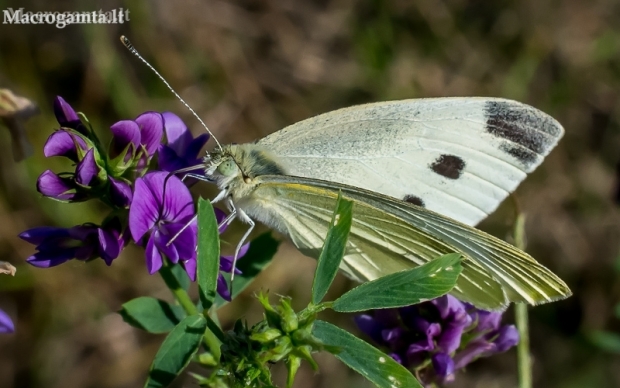 Ropinis baltukas - Pieris brassicae | Fotografijos autorius : Oskaras Venckus | © Macronature.eu | Macro photography web site