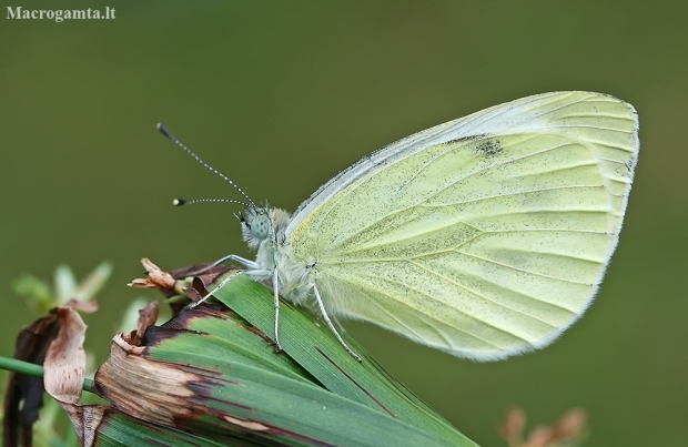 Small White - Pieris rapae | Fotografijos autorius : Gintautas Steiblys | © Macronature.eu | Macro photography web site