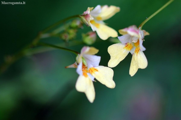 Small balsam - Impatiens parviflora | Fotografijos autorius : Ramunė Činčikienė | © Macronature.eu | Macro photography web site