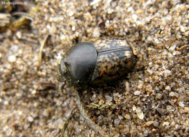 Small black-and-brown dung beetle - Onthophagus nuchicornis ♀ | Fotografijos autorius : Vitalii Alekseev | © Macronature.eu | Macro photography web site