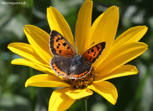 Mažasis auksinukas - Lycaena phlaeas | Fotografijos autorius : Vytautas Gluoksnis | © Macronature.eu | Macro photography web site