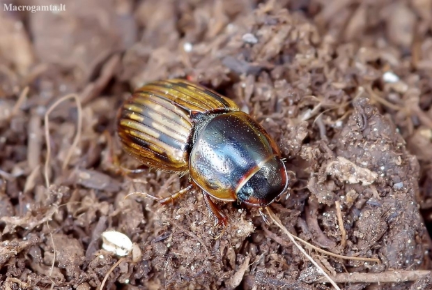 Small dung beetle - Volinus sticticus | Fotografijos autorius : Romas Ferenca | © Macrogamta.lt | Šis tinklapis priklauso bendruomenei kuri domisi makro fotografija ir fotografuoja gyvąjį makro pasaulį.