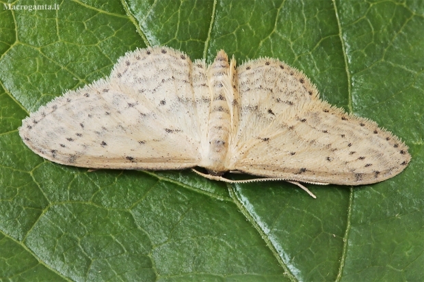 Small dusty wave - Idaea seriata | Fotografijos autorius : Gintautas Steiblys | © Macronature.eu | Macro photography web site