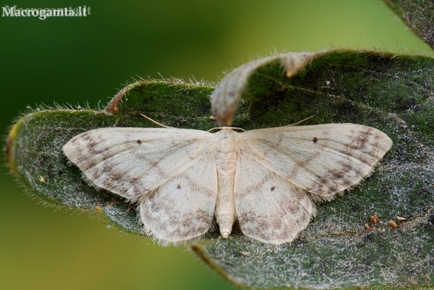 Small fan-footed wave - Idaea biselata | Fotografijos autorius : Arūnas Eismantas | © Macronature.eu | Macro photography web site