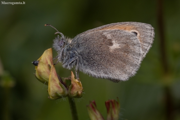 Small Heath - Coenonympha pamphilus | Fotografijos autorius : Žilvinas Pūtys | © Macronature.eu | Macro photography web site