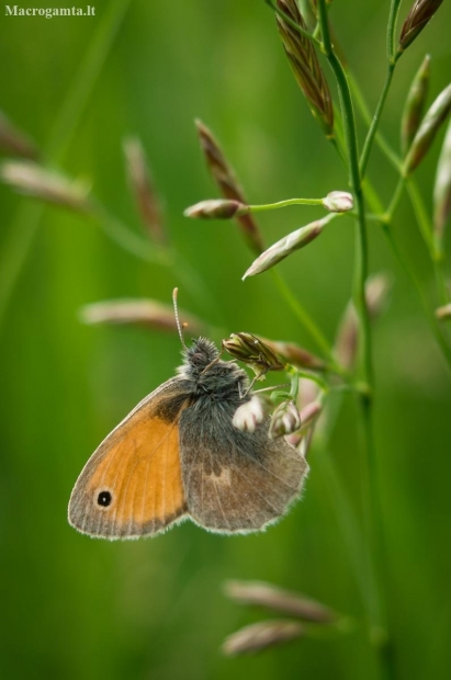 Small heath | Fotografijos autorius : Saulius Drazdauskas | © Macronature.eu | Macro photography web site