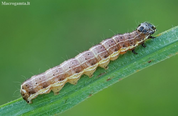 Small quaker - Orthosia cruda, caterpillar | Fotografijos autorius : Gintautas Steiblys | © Macronature.eu | Macro photography web site