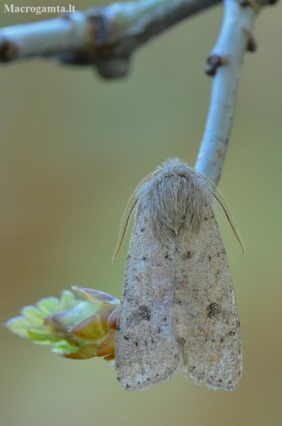Mažasis ankstyvasis pelėdgalvis - Orthosia cruda | Fotografijos autorius : Arūnas Eismantas | © Macronature.eu | Macro photography web site