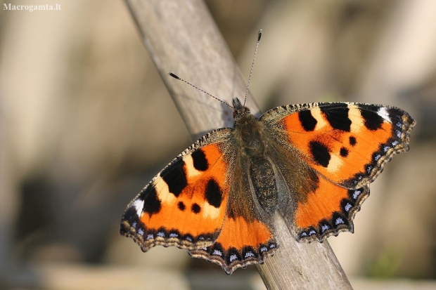 Small tortoiseshell - Arglais urticae | Fotografijos autorius : Agnė Našlėnienė | © Macronature.eu | Macro photography web site