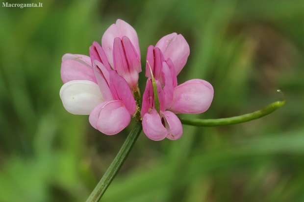 Small-flowered crown-vetch - Securigera parviflora | Fotografijos autorius : Gintautas Steiblys | © Macrogamta.lt | Šis tinklapis priklauso bendruomenei kuri domisi makro fotografija ir fotografuoja gyvąjį makro pasaulį.