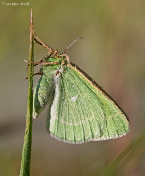 Smaragdinis žaliasprindis - Thetidia smaragdaria | Fotografijos autorius : Zita Gasiūnaitė | © Macrogamta.lt | Šis tinklapis priklauso bendruomenei kuri domisi makro fotografija ir fotografuoja gyvąjį makro pasaulį.