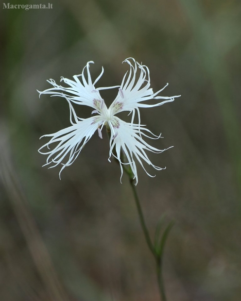 Smiltyninis gvazdikas - Dianthus arenarius | Fotografijos autorius : Vidas Brazauskas | © Macrogamta.lt | Šis tinklapis priklauso bendruomenei kuri domisi makro fotografija ir fotografuoja gyvąjį makro pasaulį.