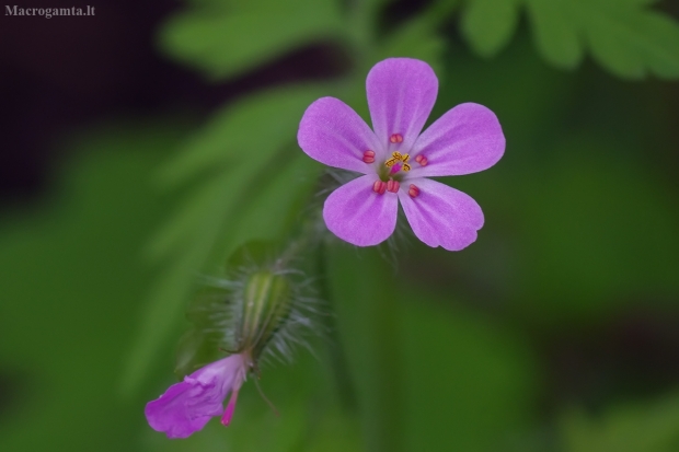 Raudonstiebis snaputis - Geranium robertianum | Fotografijos autorius : Nomeda Vėlavičienė | © Macrogamta.lt | Šis tinklapis priklauso bendruomenei kuri domisi makro fotografija ir fotografuoja gyvąjį makro pasaulį.